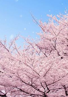 桜が咲く前に