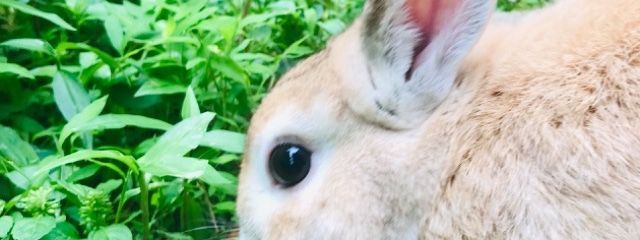 しえるさんの壁紙画像