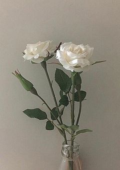 2人の王子の専属メイドさん。