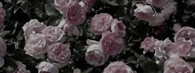 おくらげ 𓂃◌𓈒𓐍 🪼さんの壁紙画像
