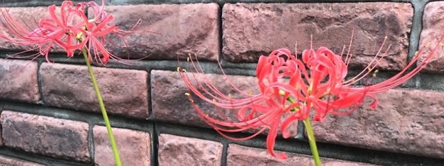 海月。さんの壁紙画像