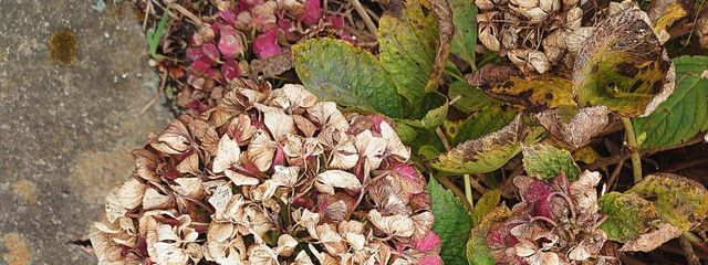 しらたまさんの壁紙画像