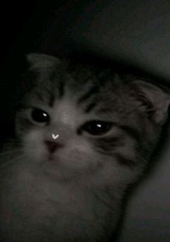 🐶🦊   短編集   甘