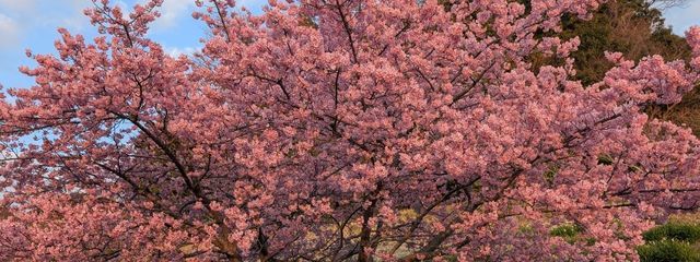 あいりんさんの壁紙画像