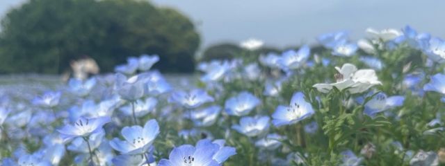 ここさんの壁紙画像