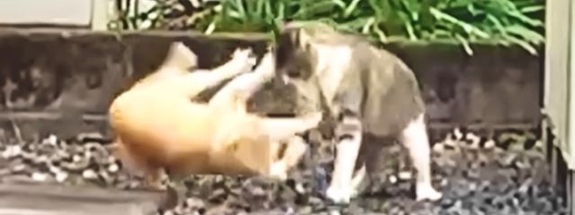 nekomu さんの壁紙画像