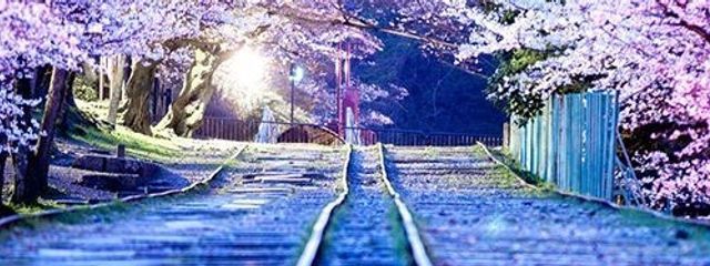 夜桜　言葉さんの壁紙画像