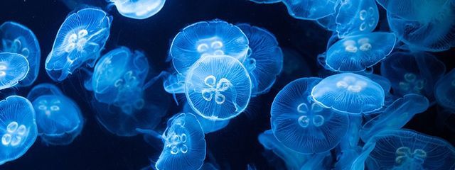 穂乃果@低浮上さんの壁紙画像