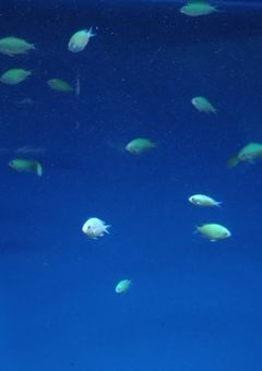 おもちのつぶやき