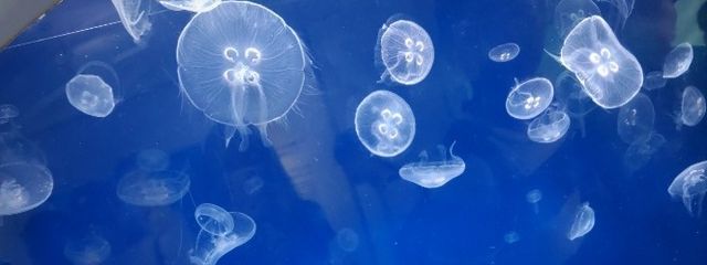 味噌たんさんの壁紙画像