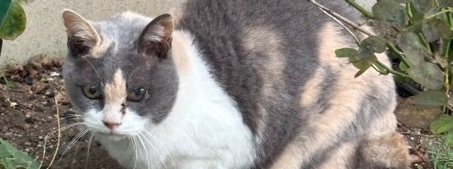 ぺこさんの壁紙画像