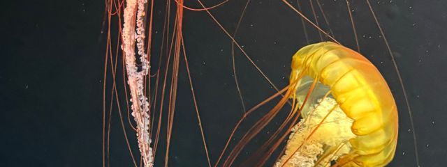 たこくらげさんの壁紙画像