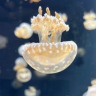 たこくらげさんのアイコン画像