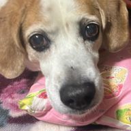 イヴ（🐕）🍦🎧🌙💭💜👓🐰🫧🪽💨💫さんのアイコン画像
