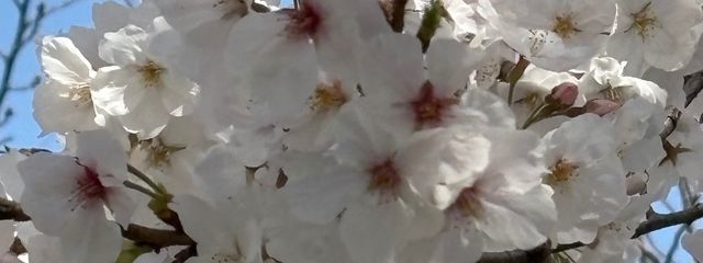 にのさんの壁紙画像