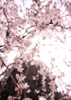 さしすゆけの日常(妄想)