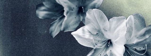 Sae@フォロバ99%さんの壁紙画像