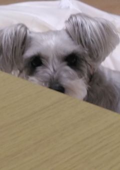 愛犬毎日日記(幸せ部屋）