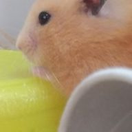 イェイ✨️（？）さんさんのアイコン画像