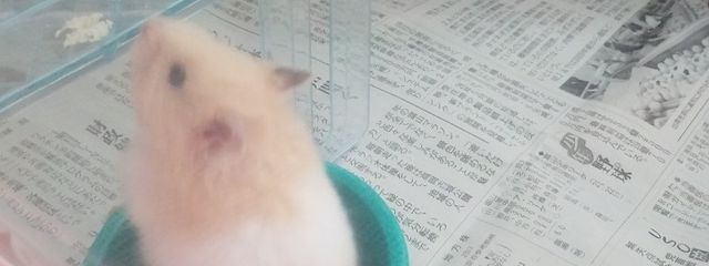 けだまるさんの壁紙画像