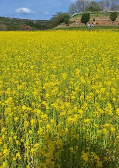 君の騎士達が邪魔だ