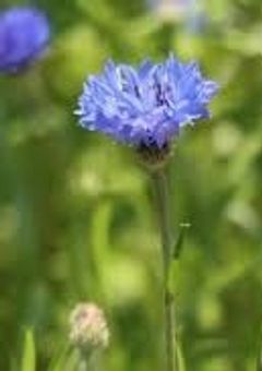 クロタネソウのような。