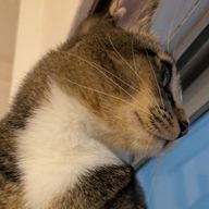 ﾉｯﾄ車高短猫さんのアイコン画像