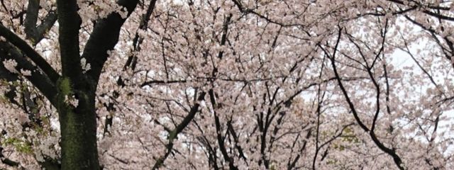 Airiさんの壁紙画像