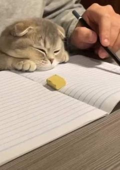 きゃっと あんど はにー