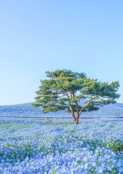 三階角部屋のネモフィラ season2