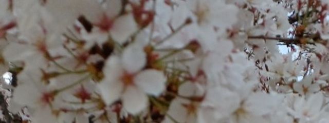 @フォロバ 低浮上さんの壁紙画像
