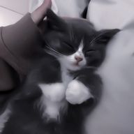 来世は猫　👾🧷🦈さんのアイコン画像