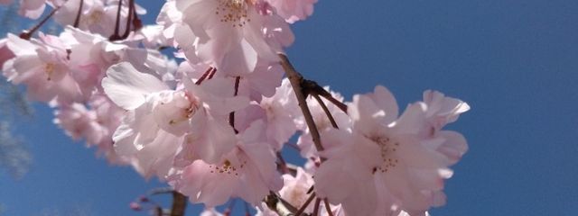 さくら＿花の夢🌸さんの壁紙画像