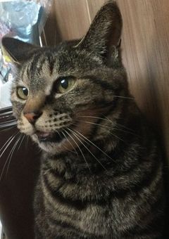 実写部屋