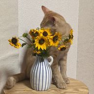 三重県のぬこさんのアイコン画像