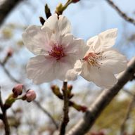 鳥の巣🪺さんのアイコン画像