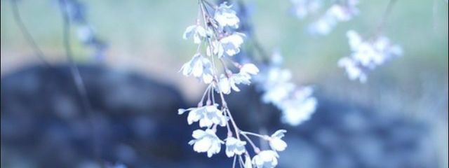 月さんの壁紙画像