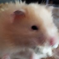 いろはさんのアイコン画像