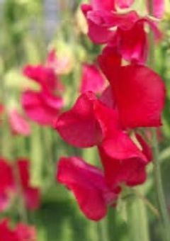 今までありがとうございました