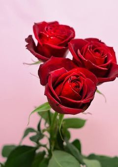 無気力組は腐男子でした!?