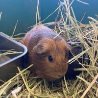 Sakura🌸さんのアイコン画像