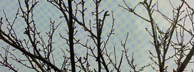 momoさんの壁紙画像