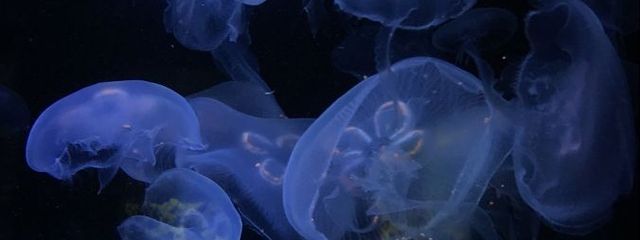 ロシャさんの壁紙画像