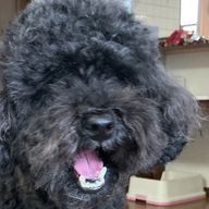 最近悩みが多すぎる（フォロワーが少なすぎるさんのアイコン画像
