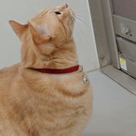 名無しさんのアイコン画像