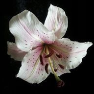 　　束華桜さんのアイコン画像