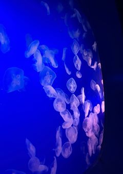 飛鳥さんの病み闇部屋