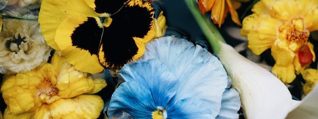 ミラさんの壁紙画像