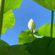 Poteto(=^. .^=)🍓さんのアイコン画像