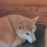 李衣菜さんのアイコン画像